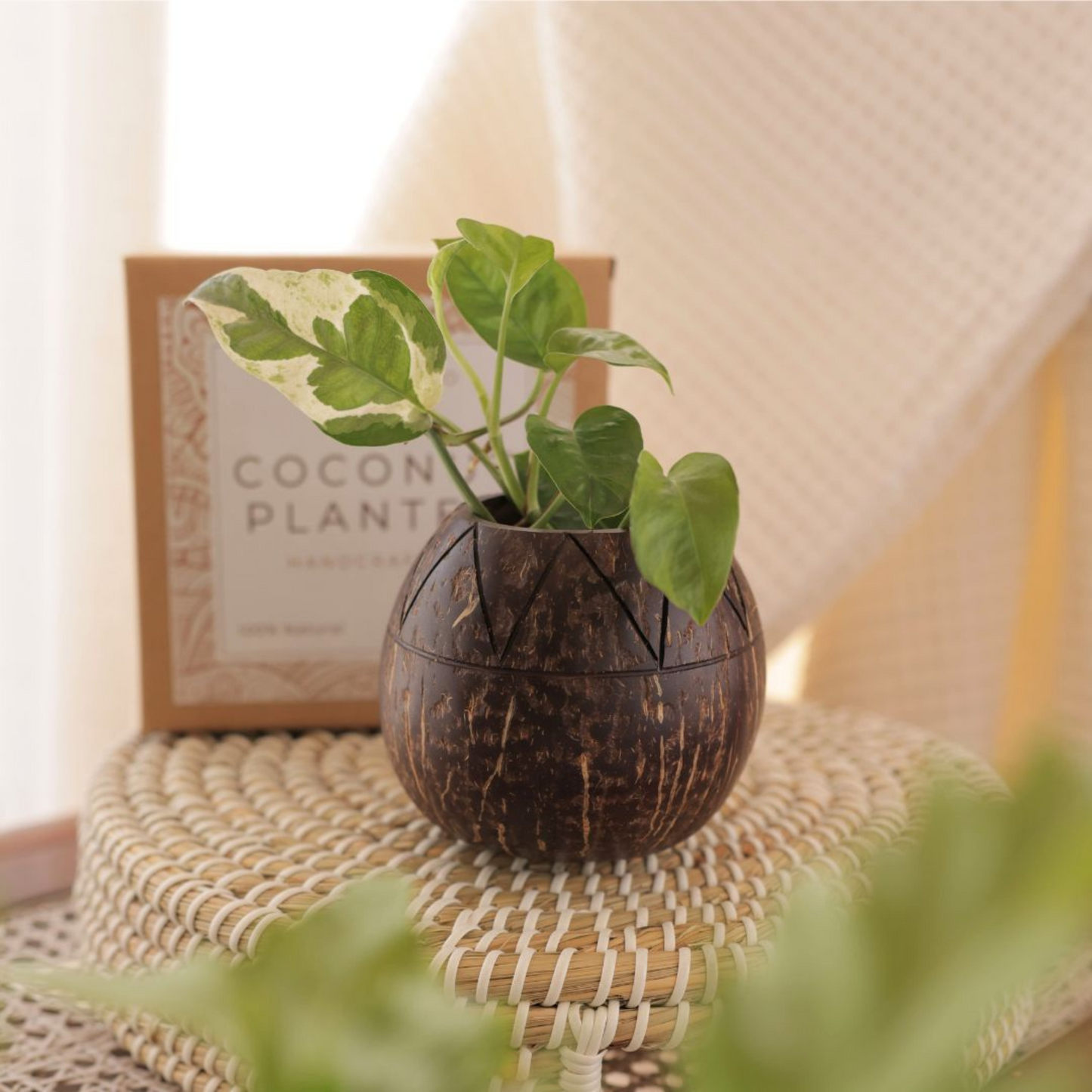 Premium Coconut Shell Planter Pot | Perfect for Indoor Plants and Succulents (Single Pot) | Type 3